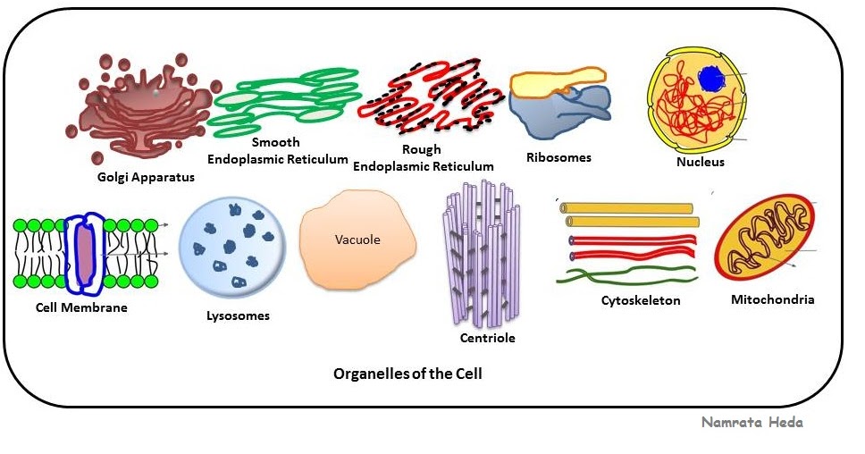B for Biology: Cell Organelles Dicoverers venn diagram of cell organelles 