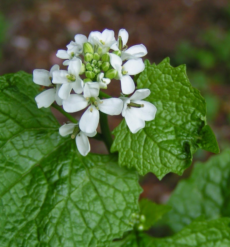 Backyard Patch Herbal Blog Garlic Mustard (Alliaria petiolata) Herb