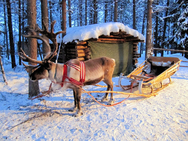 Your reindeer-driven sleigh awaits for your nighttime sleigh ride to see the Northern Lights. Photo: RukaKuusamo.com.