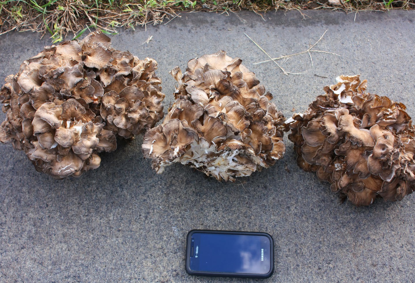 66 Square Feet (The Food) Maitake soup