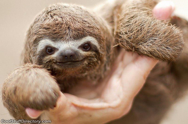 Baby+sloth.jpg