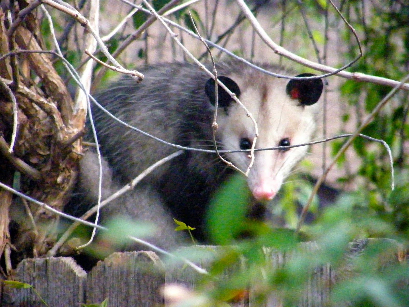 P O T A G E R: Opossum in the Garden