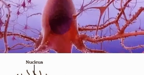 CBSE Class 10th Science | Chapter 7 : Control and Coordination | Solved