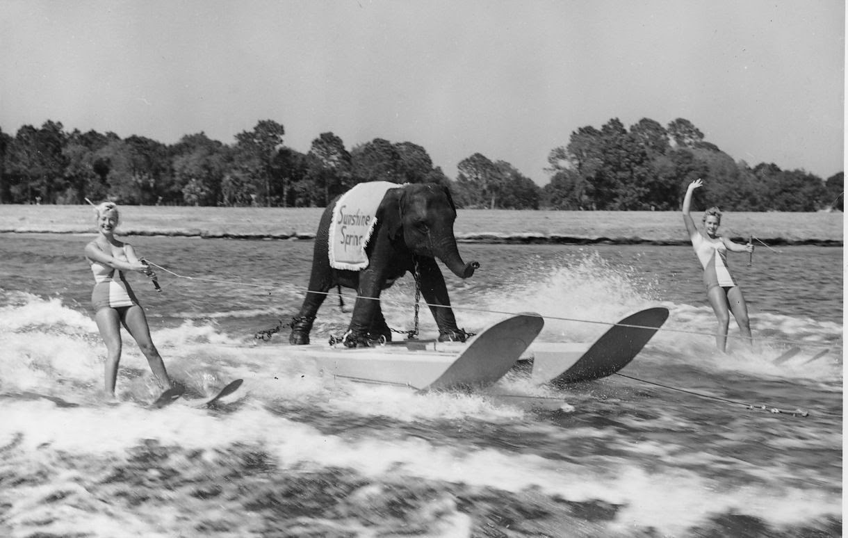 Queenie World's only water skiing Elephant, ca. 1950s vintage everyday