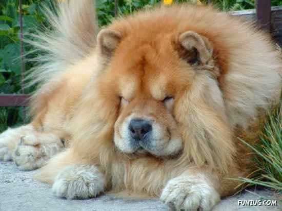 dogs that look like lions that looks like a dogs that look like lions that looks like a