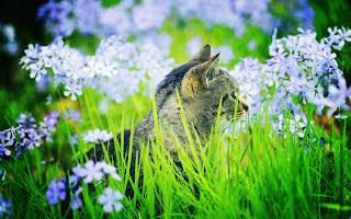 Cat Playing Grass Blue Flowers Fluffy Cute HD Wallpaper