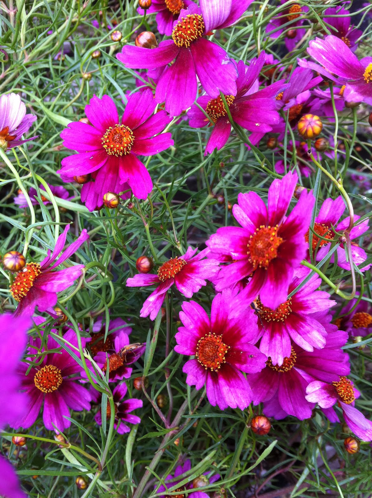 A Year At Great Dixter Pruning Spiraea