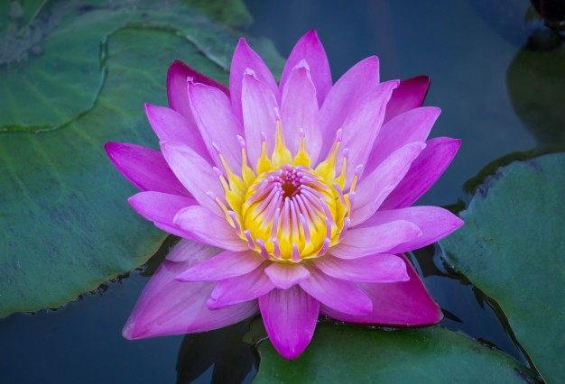 BLUE LOTUS