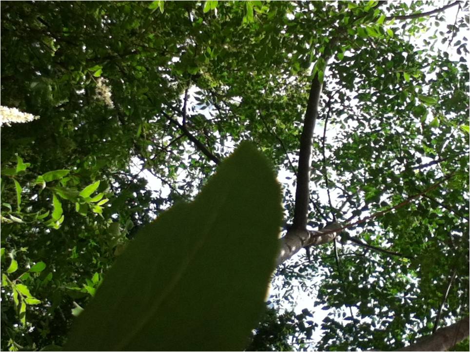 Photography Project Bugs Eye View Examples