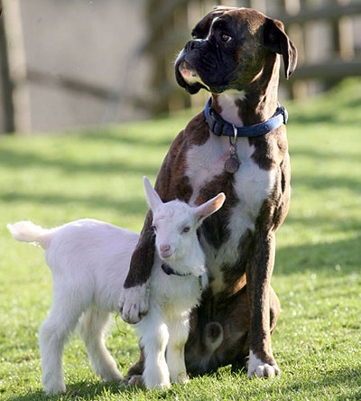 boxer-and-goat.jpg