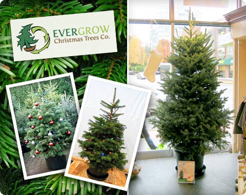Y-GREEN: Trees with Roots - 10 Reasons to buy a Potted Christmas Tree!
