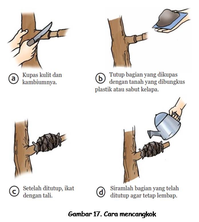 Green Idea Jambu Biji Psidium Guajava