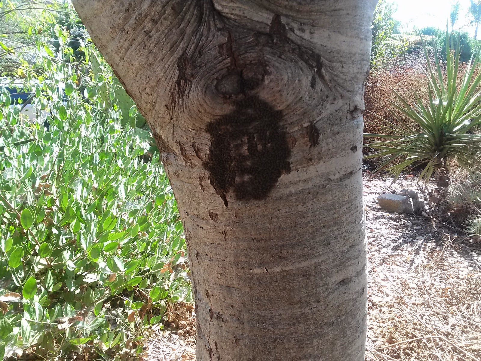 A California Native Plant Garden in San Diego County Bark Lice