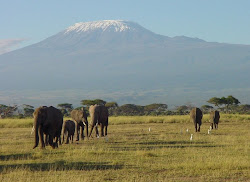 Jumbos on the slopes of Kilimanjaro