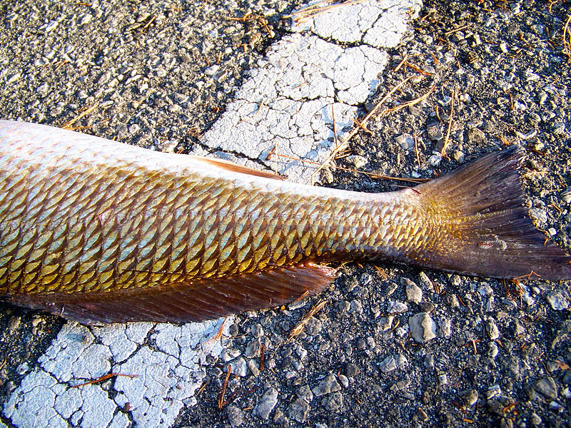 Our Nature Seeing Red Redfish!