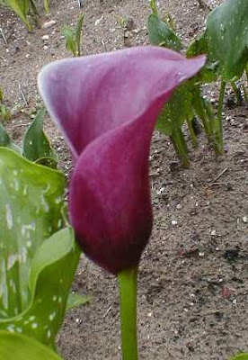 Calla Rose Red Shades Parfait