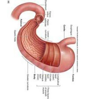 نقره لتكبير أو تصغير الصورة ونقرتين لعرض الصورة في صفحة مستقلة بحجمها الطبيعي