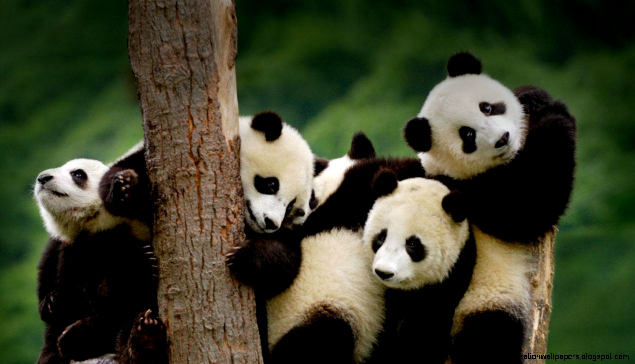 Cute Giant Panda Cub Cute Giant Panda Cub