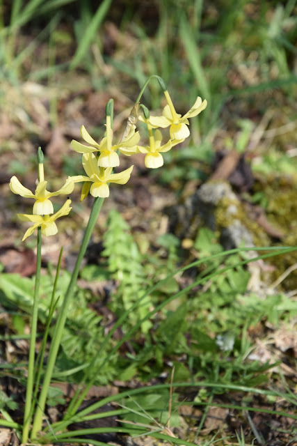 Dans Le Jardin De La Vallee Hydrangea