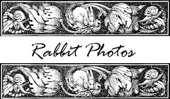 Rabbit Photos