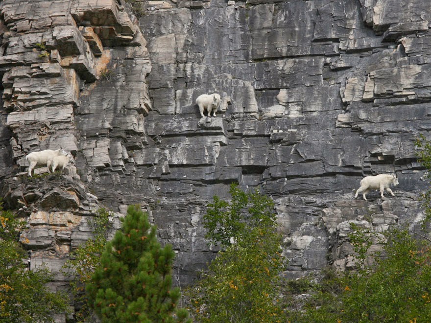 crazy-goats-on-cliffs-6.jpg