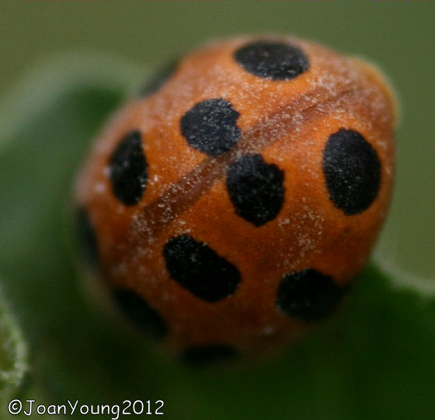 South African Photographs Cucurbit Ladybird (Henosepilachna bifasciata)