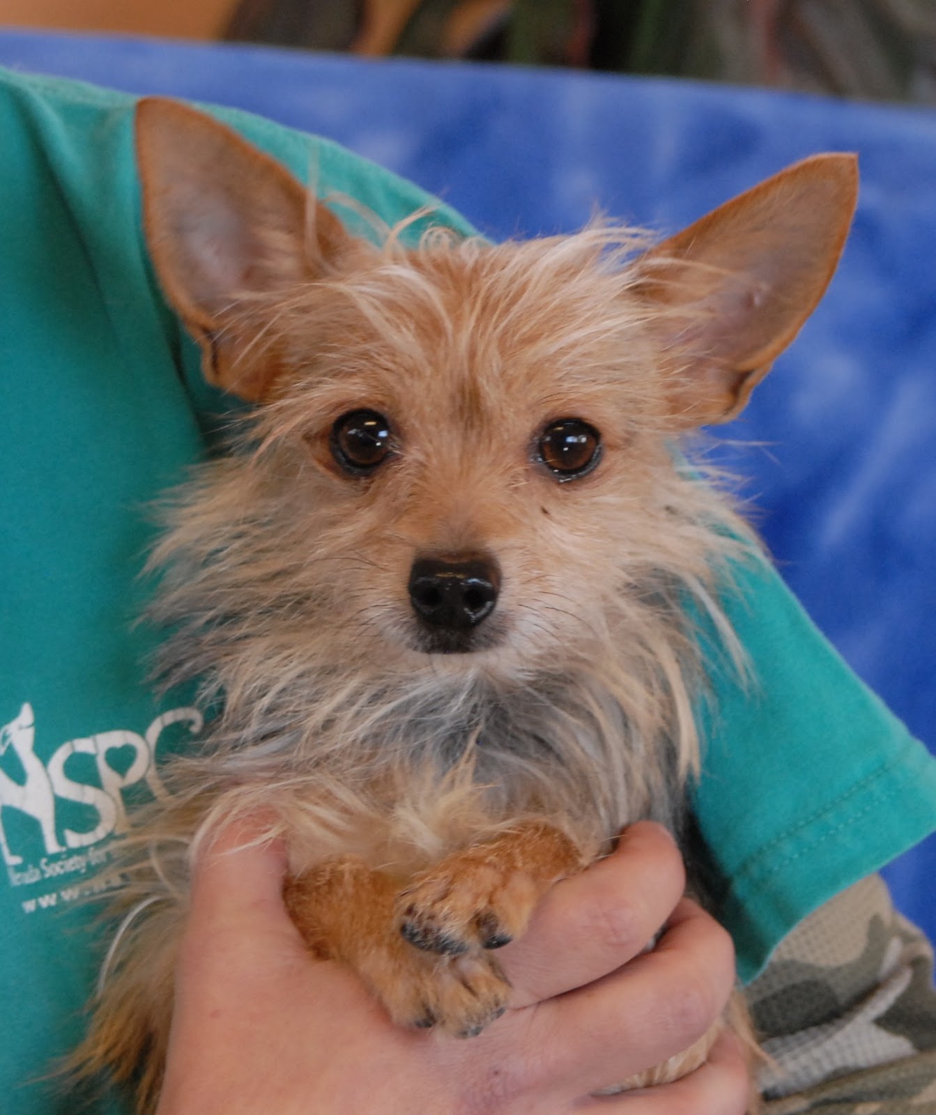 Bowie, a tiny Yorkshire Terrier for adoption.