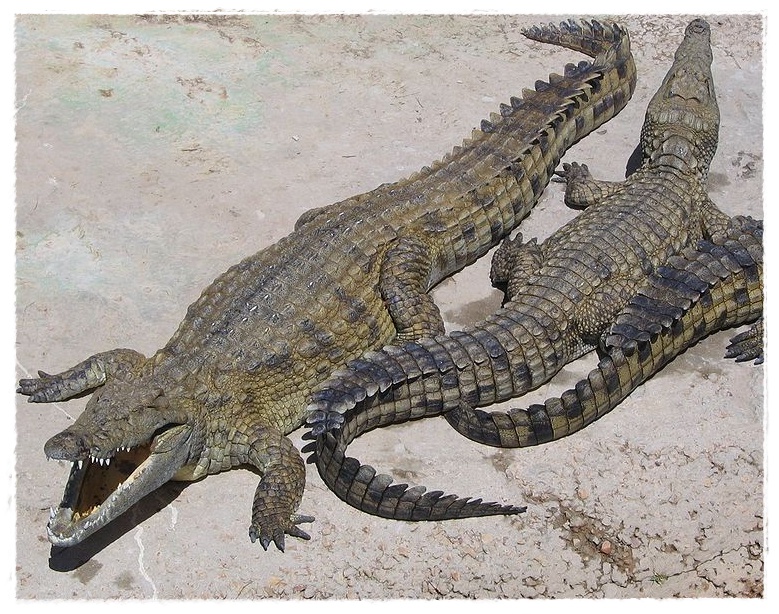 Gambar Buaya di Kepulawan Indonesia | Dunia Binatang