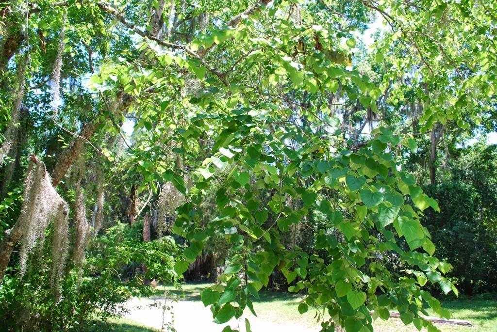 Space Coast Wildflowers Withlacoochee State Trail Redbuds, May 6, 2014