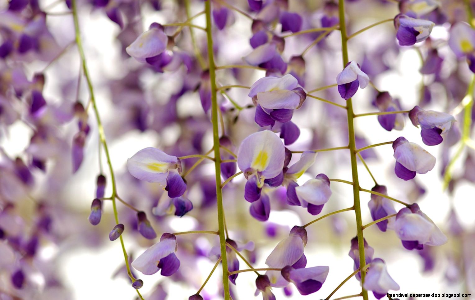 Flowers Wisteria Floribunda Royal Purple HD Wallpaper FreeWallsUp Flowers Wisteria Floribunda Royal Purple HD Wallpaper FreeWallsUp
