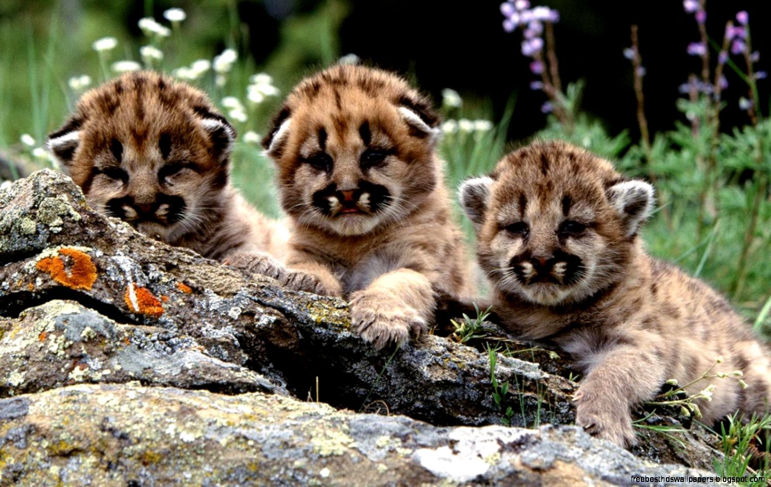 Mountain Lion Cubs Mountain Lion Cubs