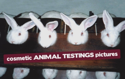 Procter and Gamble тестируют на животных.