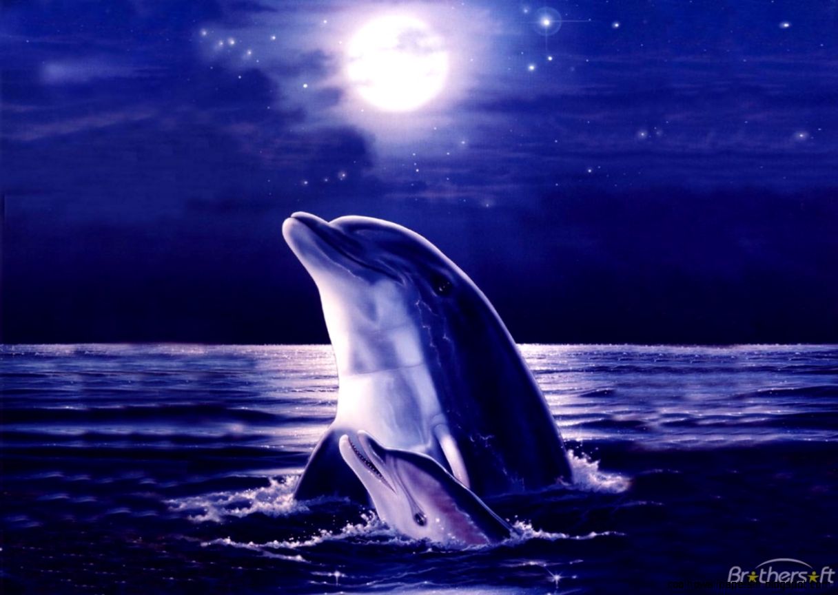 FunMozar – Dolphin FunMozar – Dolphin