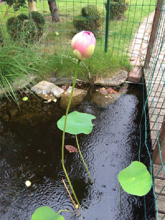 [Image: khu-vuon-nguoi-phu-nu-hue-o-hungari-9.jpg]