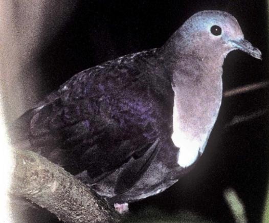 Friendly Ground-Dove (Gallicolumba stairi)  Friendly+Ground+Dove