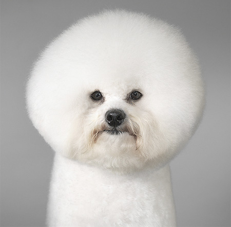 Cute Dogs ~ Wallpaper & Pictures