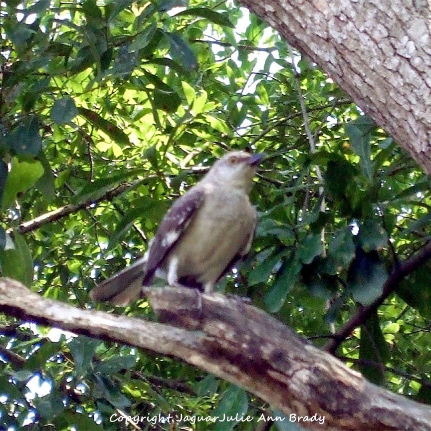 Julie Ann Brady Blog On Adult Mockingbird Protective Behavior