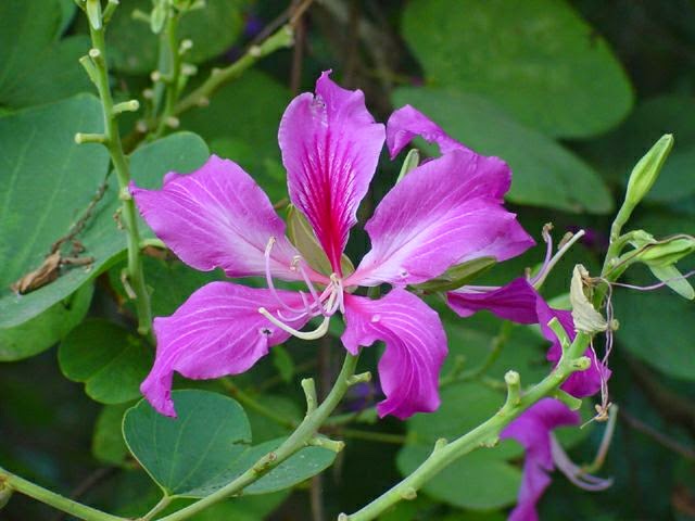 Manfaat dan Khasiat Bunga Kupu - Kupu (Bauhinia Purpurea) Tanaman yang memiliki nama latin Bauhinia purpurea L ini termasuk ke dalam golongan tanama Manfaat dan Khasiat Bunga Kupu - Kupu (Bauhinia Purpurea)