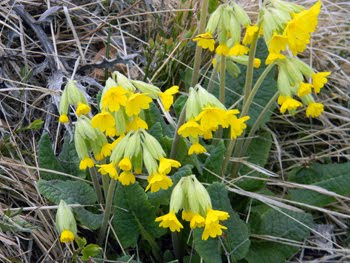 Primula veris (Primula odorosa)