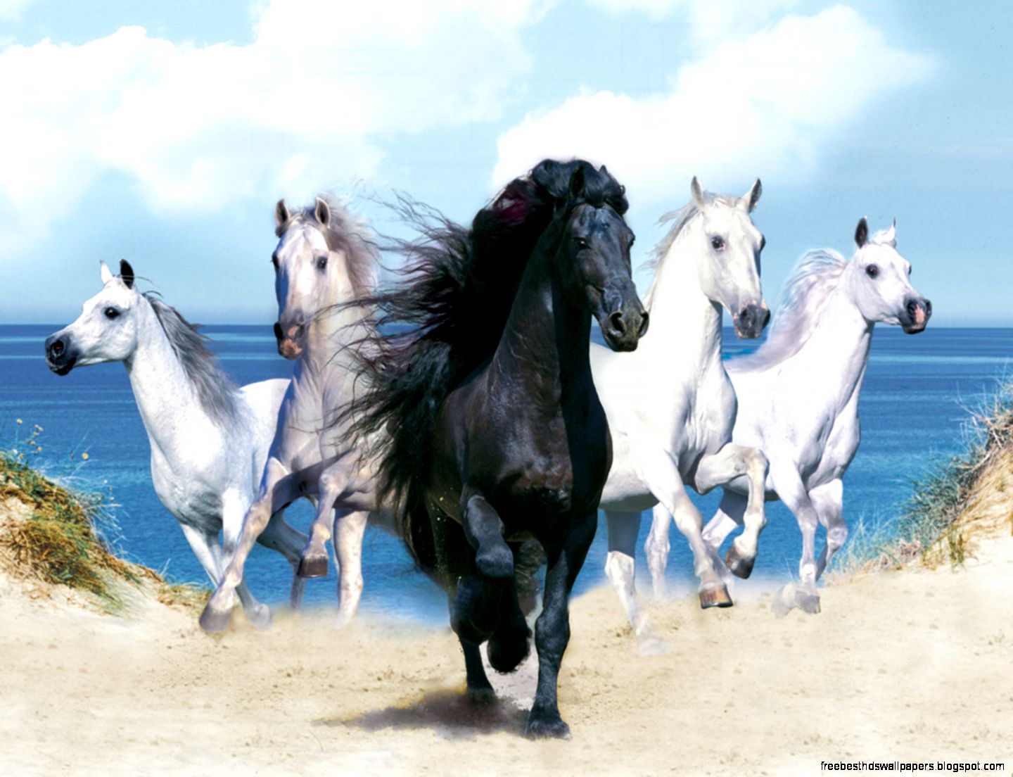 Beautiful Horses Wallpapers Animals Beautiful Horses Wallpapers Animals