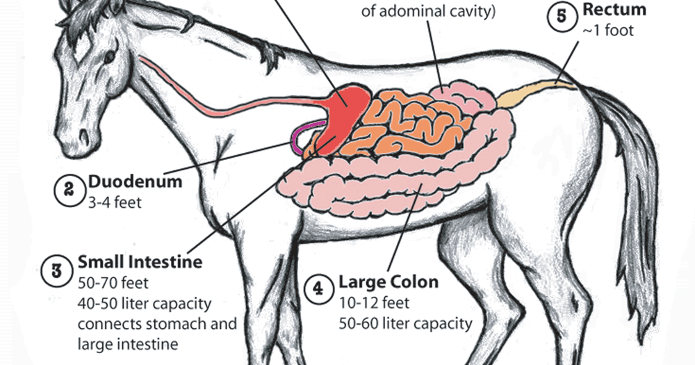 Rice County 4-H Equine Knowledge: Equine Digestive System