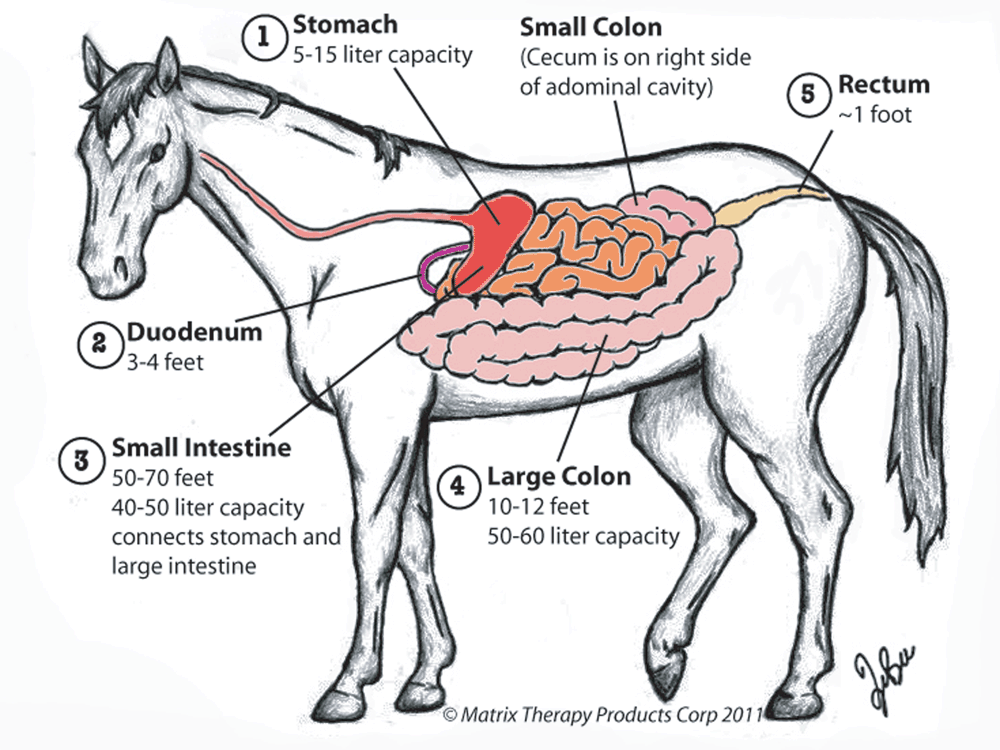 Rice County 4H Equine Knowledge Anatomy Diagrams