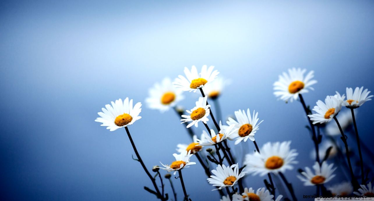 hd flowers wallpapers hd flowers wallpapers