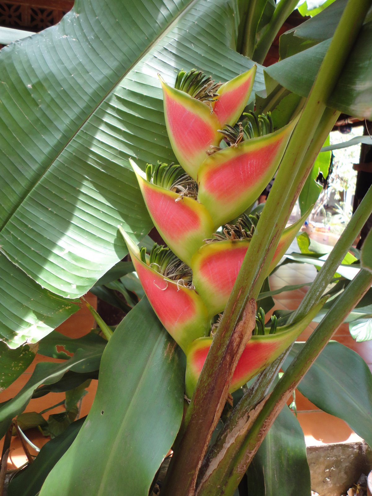 Global Exposure Tour Nicaragua 2012 Flora and Fauna of Nicaragua