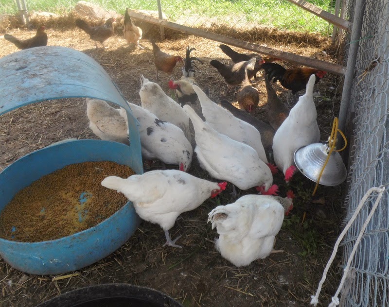 my life and times chickens and guineas