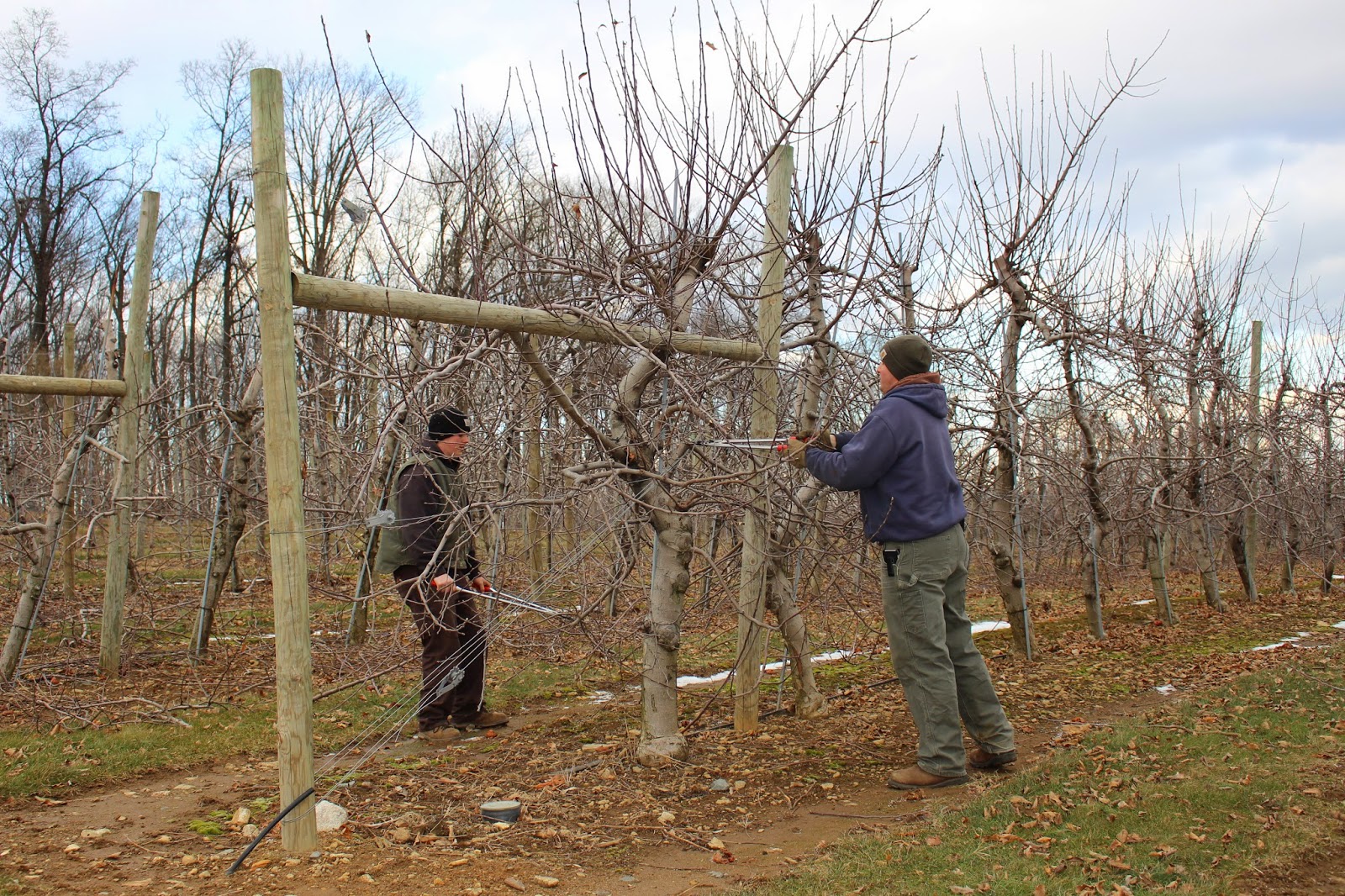 Stony Hill Farms CSA Apple Tree Pruning