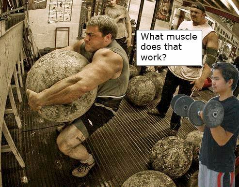WHAT MUSCLE DOSE NOT WORK HERE ?! 