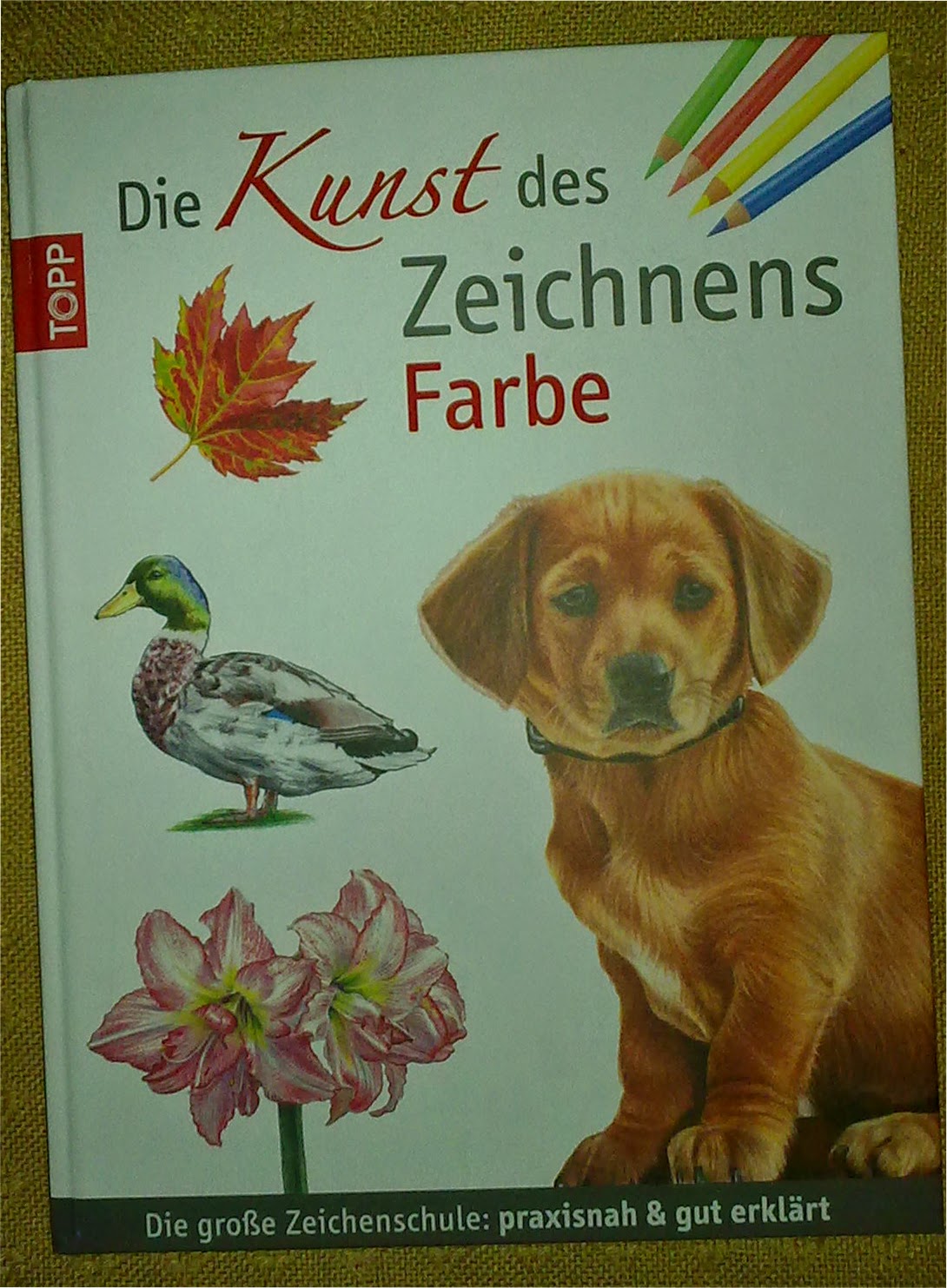 Kunst Im Schulhaus Rosenau Tiere Zeichnen Im Naturmuseum