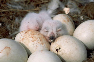 About Snowy Owls