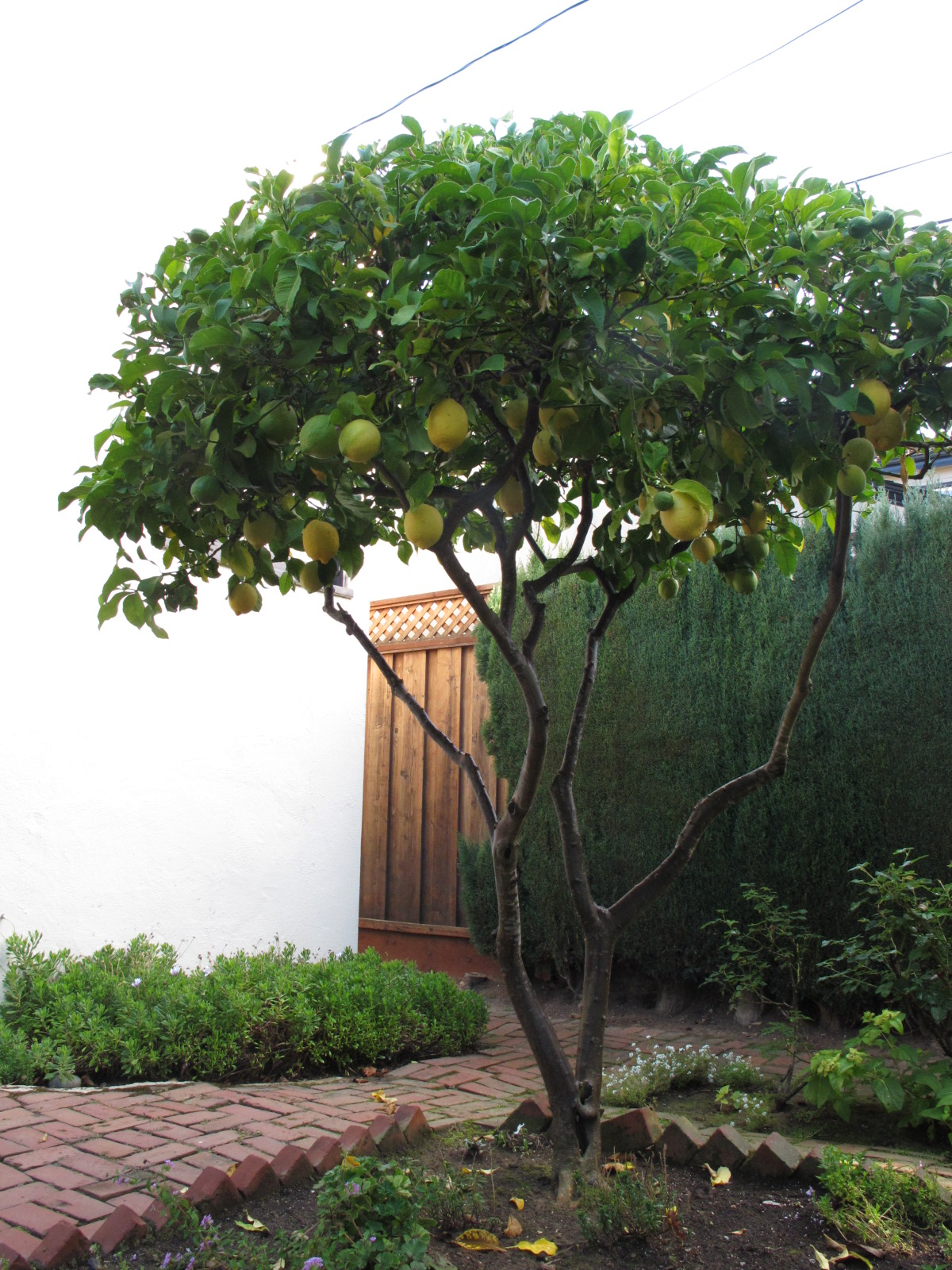 http://3.bp.blogspot.com/-WTib-kj2-zc/TqGkDw4svkI/AAAAAAAAGnc/iD18A31spSw/s1600/lemon+tree+011.jpg